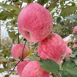 （朝阳市场社区直批）正宗洛川苹果精品大果原框直批28斤，可吃到过年，水果店精品，不好吃任退！